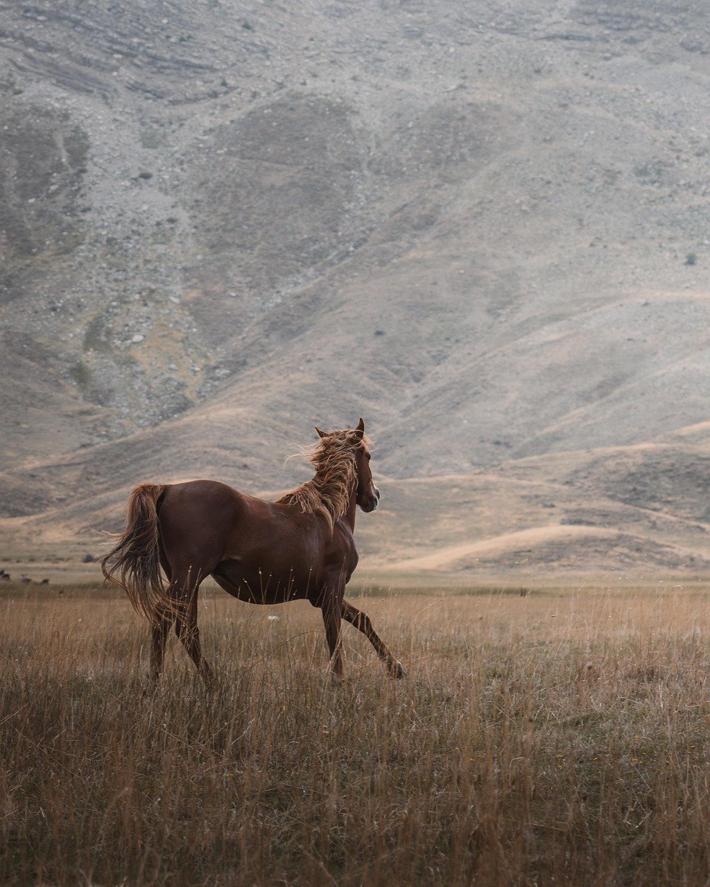 Home wild horse, steppe, animal, majestic movement, mountain, nature, equine, rural beauty, breathtaking view